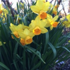 Daffodils 2015